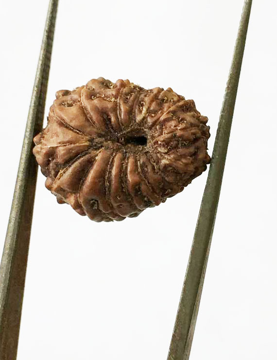 15 Mukhi Indonesian Rudraksha Premium Quality